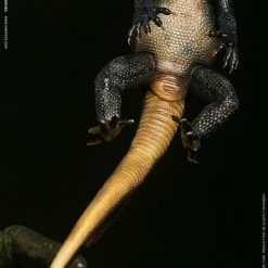 Maybang's Collectibles Damtoys Museum Collection Series MUS008A Coelophysis - Green Statue