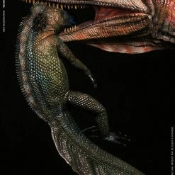 Maybang's Collectibles Damtoys Museum Collection Series MUS008B Coelophysis - Red Statue